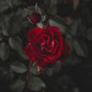 Meet your Posher, Rose